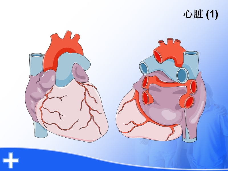 心脏解剖及生理.ppt_第2页