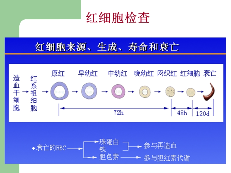 常用实验室检查(_血常规).ppt_第2页