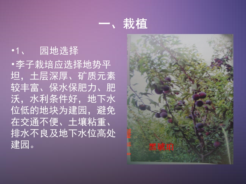 李子栽培管理技术.ppt_第2页