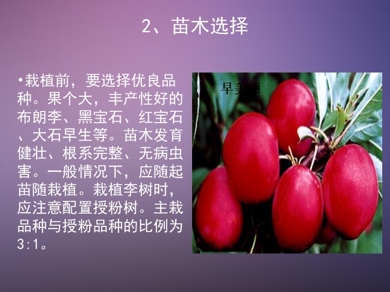 李子栽培管理技术.ppt_第3页