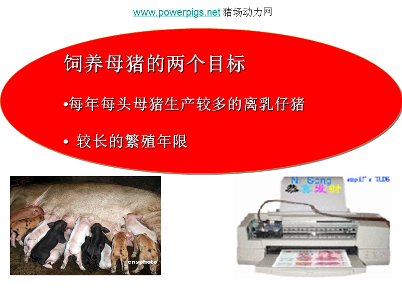 夏季母猪易发疾病的综合防治方法.ppt_第3页