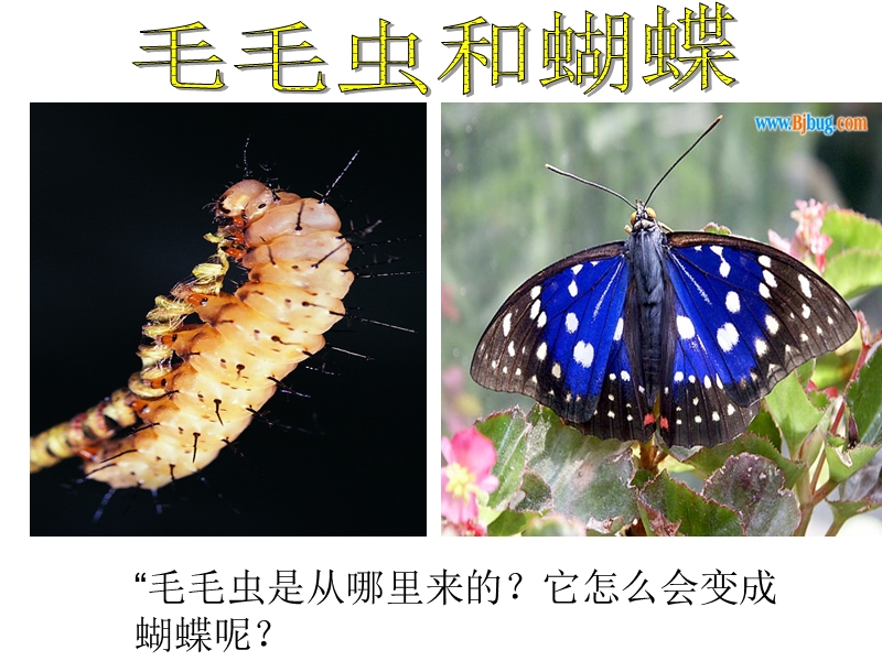 昆虫的生殖和发育.ppt_第3页