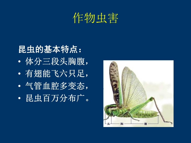 病虫害基本知识.ppt_第2页