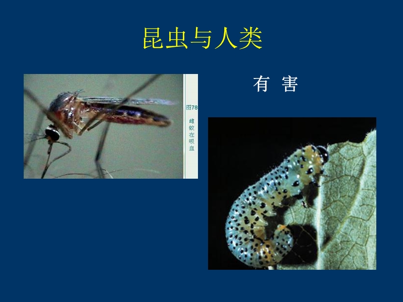 病虫害基本知识.ppt_第3页