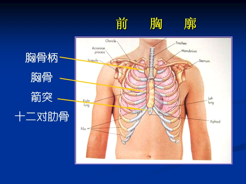 胸部的体格检查.ppt_第3页