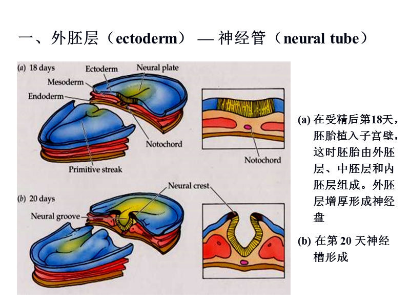 神经发生.ppt_第3页