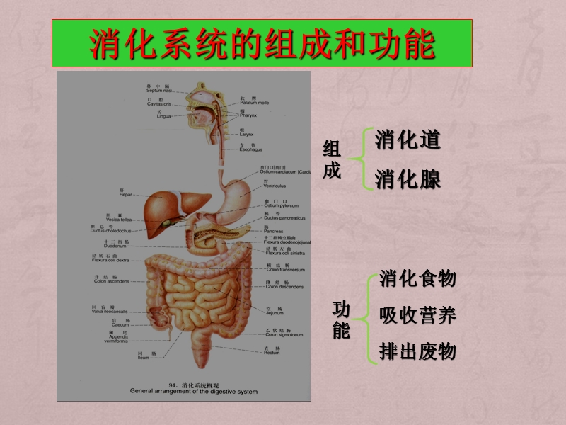 消化系统疾病.ppt_第2页