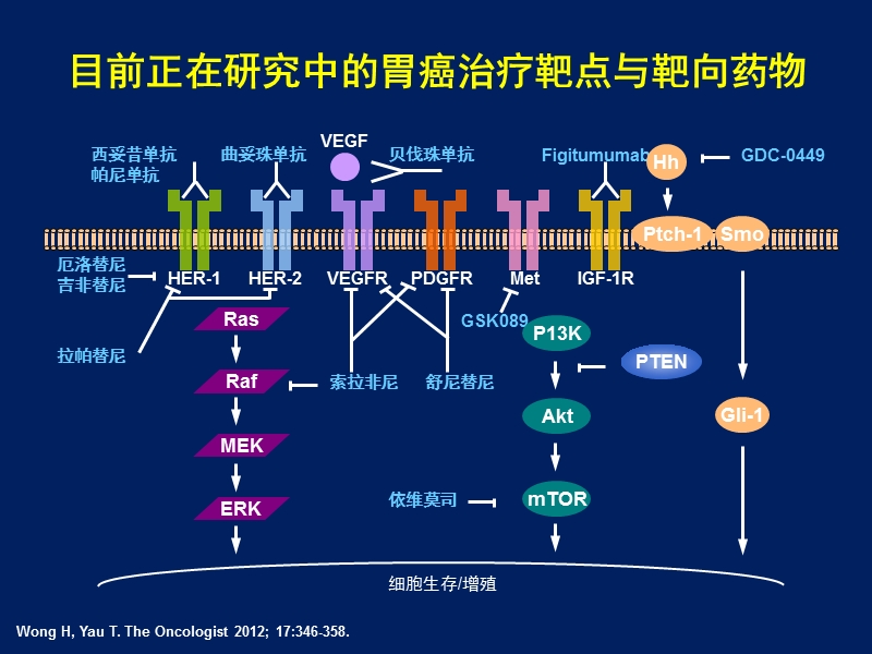 胃癌靶向治疗.ppt_第3页