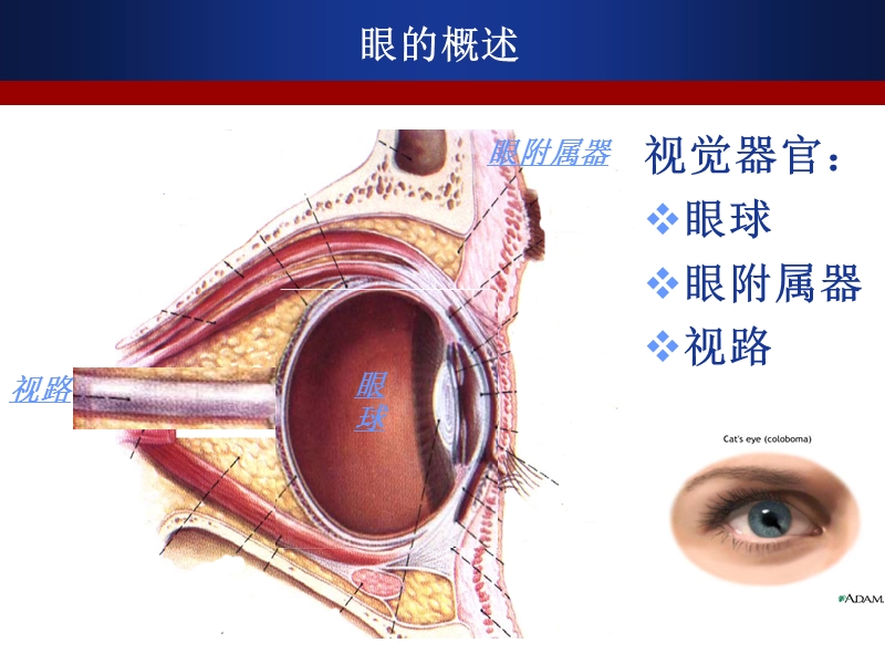 眼球的组织解剖与生理.ppt_第3页