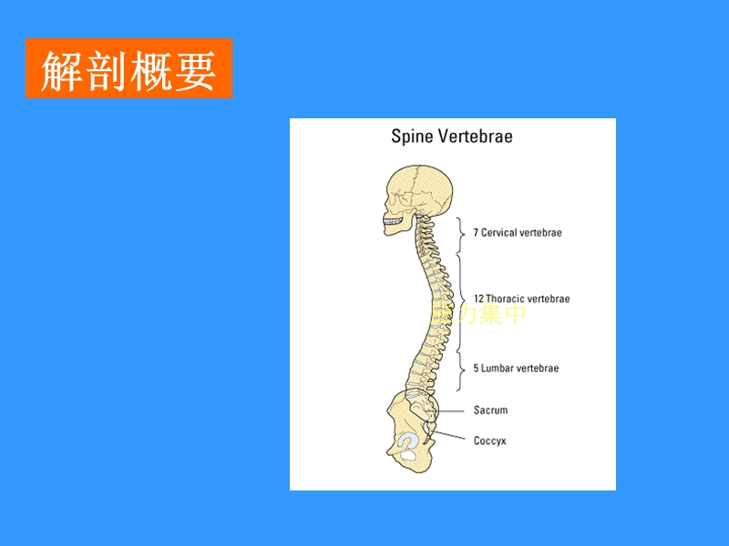 腰椎间盘突出症课件.ppt_第2页