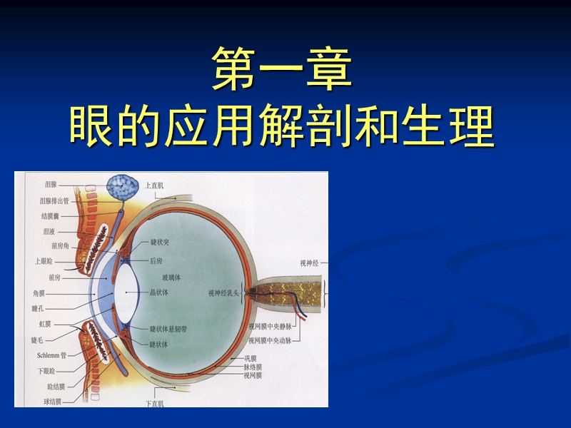 眼的应用解剖生理.ppt_第1页