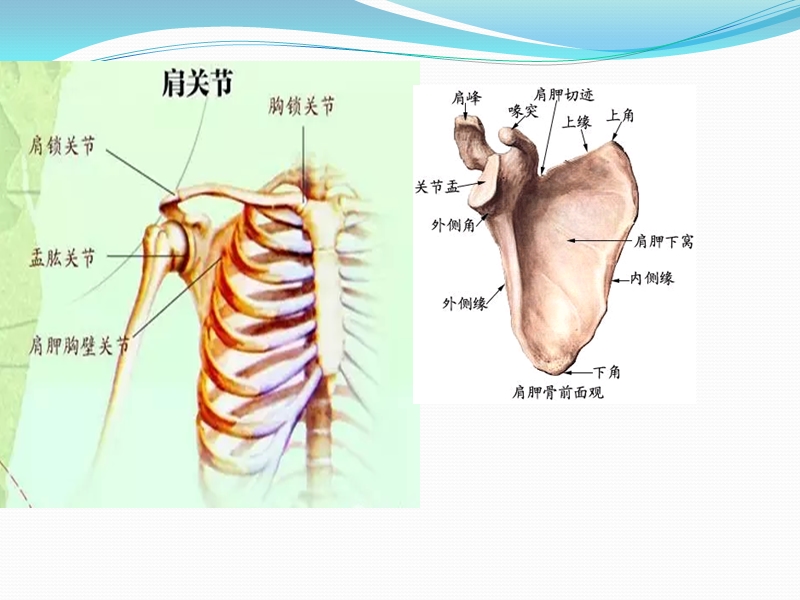 肩关节 PPT.pptx_第3页