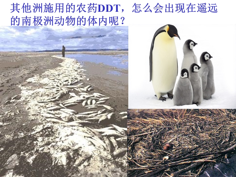 生物圈是最大的生态系统.ppt_第1页