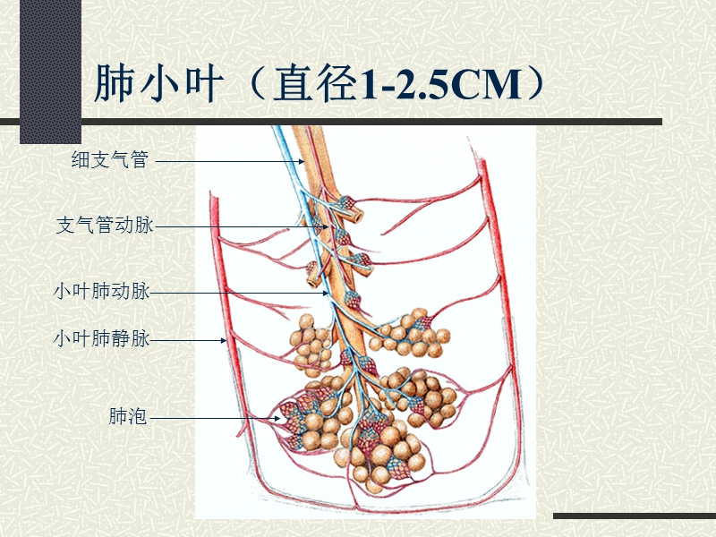 肺内小结节.ppt_第3页