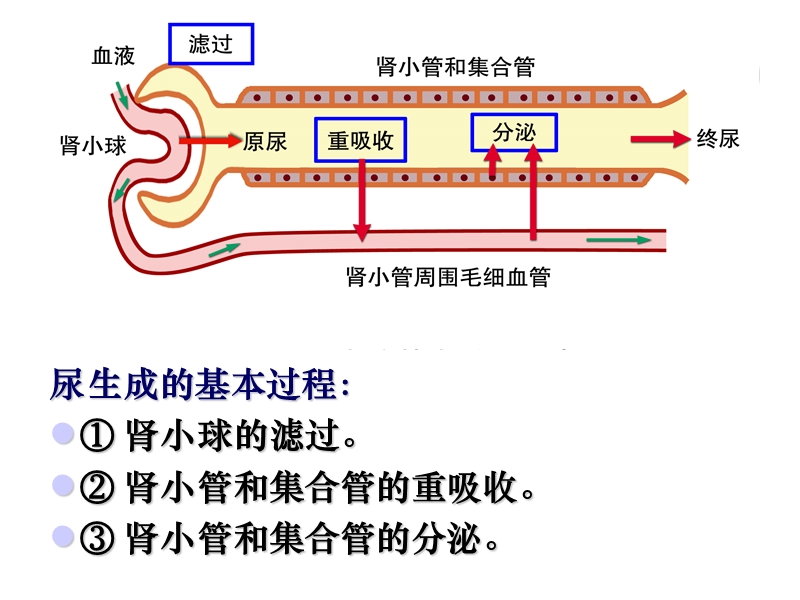 泌尿系统(生理).ppt_第3页