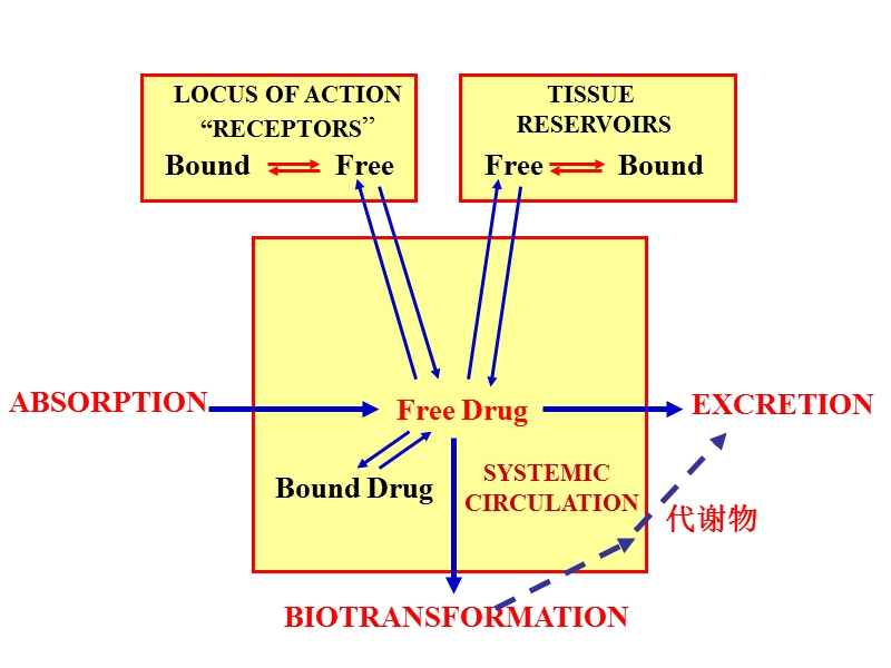 第3章-药物代谢动力学.ppt_第3页