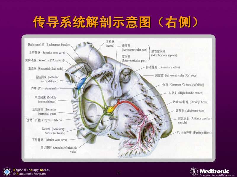 缓慢性心律失常的诊治.ppt_第3页