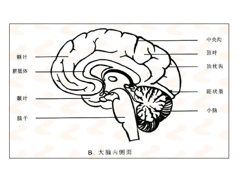 脑解剖及ct、mri.ppt_第3页