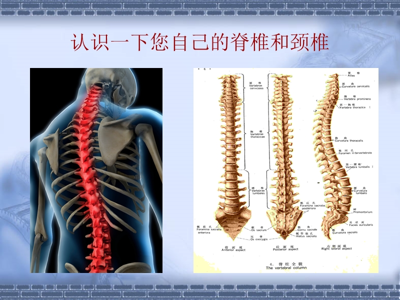 胸腰椎讲座.ppt_第3页