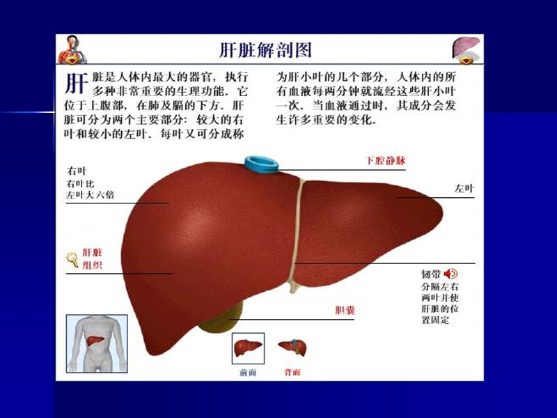 肝脏正常及病变ct诊断(一).ppt_第3页