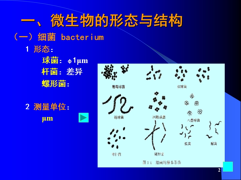 第三讲_微生物的生物学性状.ppt_第2页