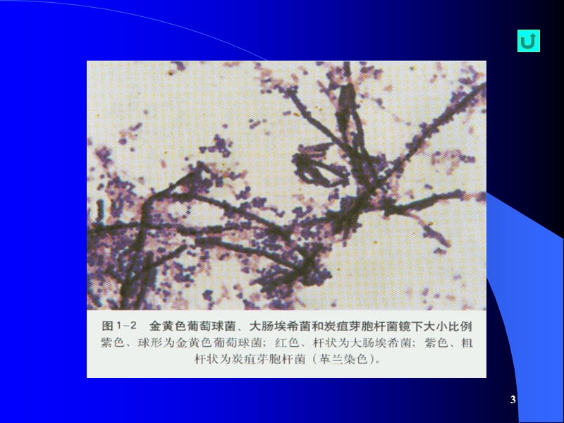 第三讲_微生物的生物学性状.ppt_第3页