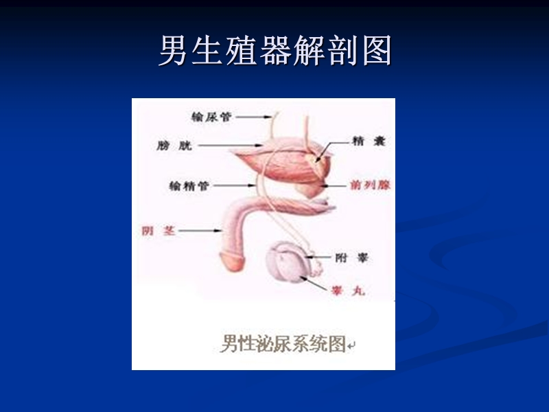 泌尿外科学.ppt_第3页