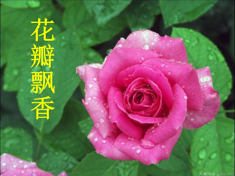 花瓣飘香ppt课件.ppt_第1页