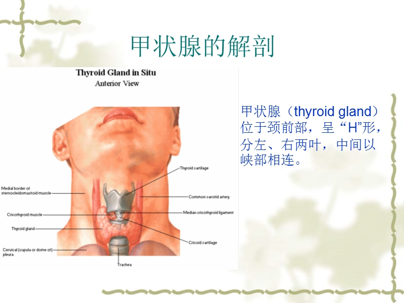 甲状腺疾病的影像学表现.ppt_第2页