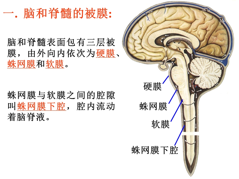 被膜、脑室、脑脊液和血管.ppt_第3页