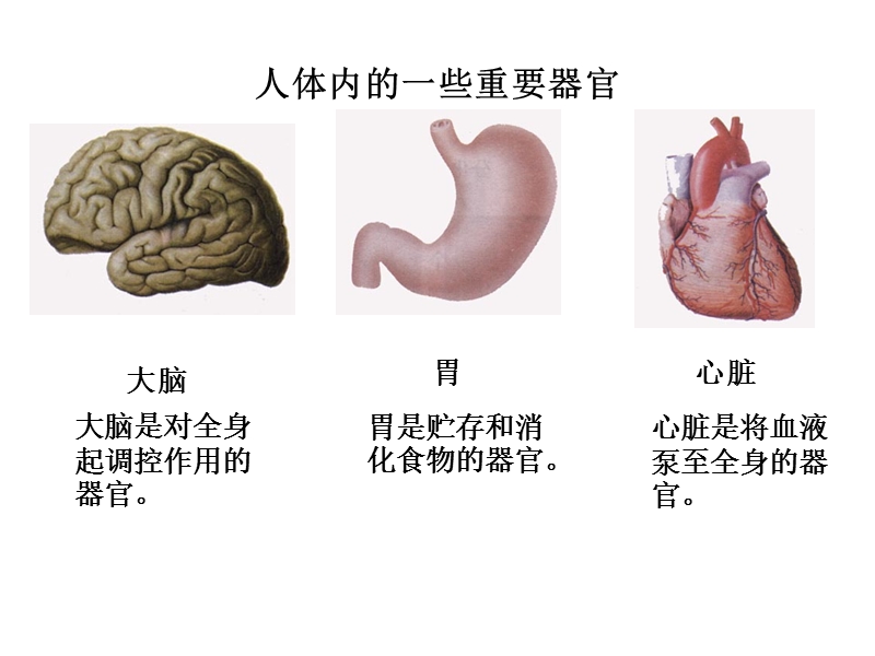 器官是由什么构成的.ppt_第2页