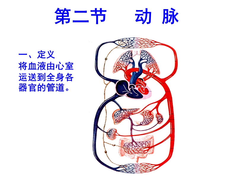 第七章_循环系统_第二节_动脉.ppt_第1页