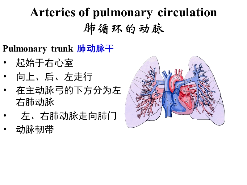 第七章_循环系统_第二节_动脉.ppt_第2页