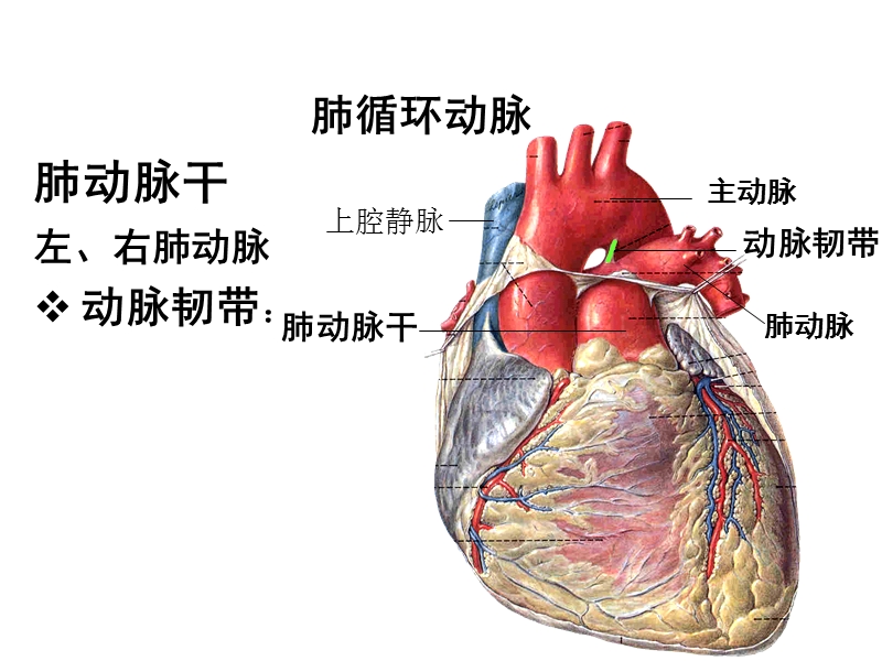 第七章_循环系统_第二节_动脉.ppt_第3页