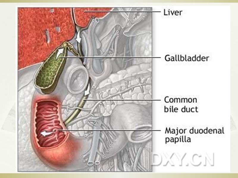 胆系疾病.ppt_第3页