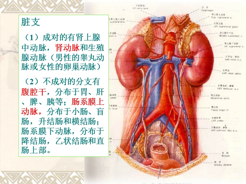 腹部血管疾病超声诊断.ppt_第2页