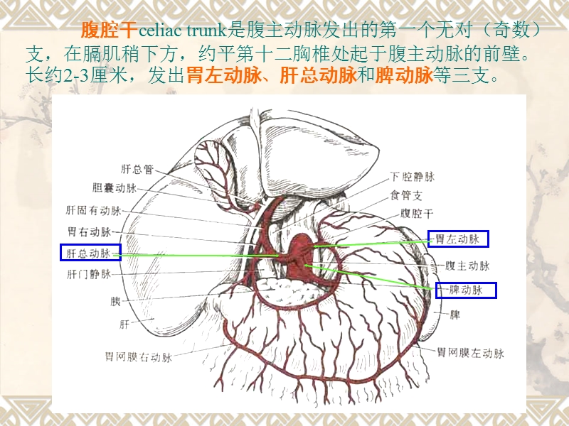 腹部血管疾病超声诊断.ppt_第3页