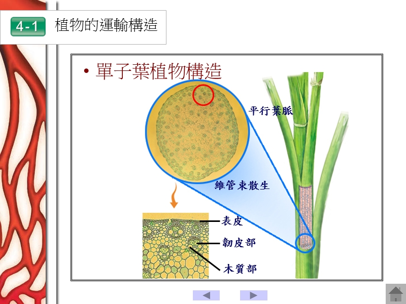 生物的运输作用.ppt_第3页