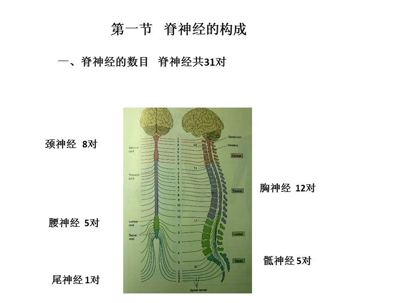 脊神经的结构、机能与临床.pptx_第2页