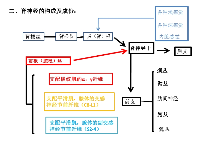 脊神经的结构、机能与临床.pptx_第3页