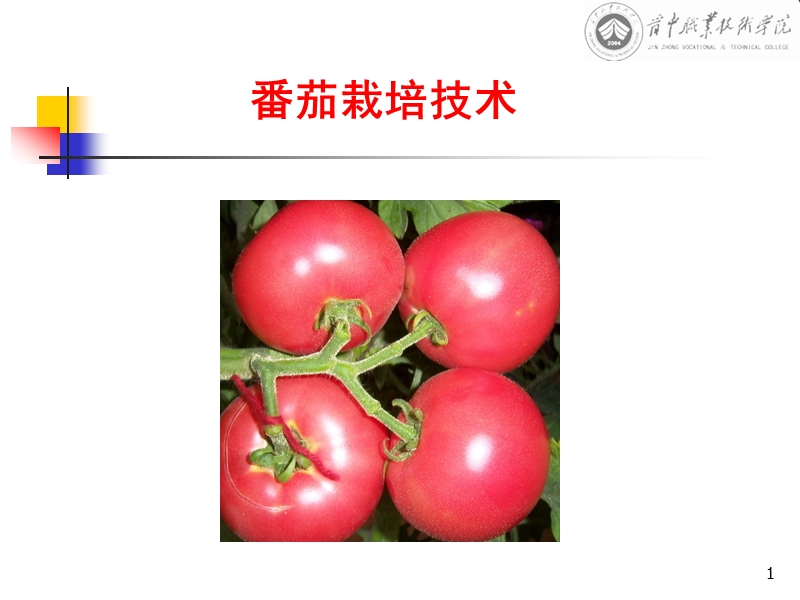 番茄栽培-.ppt_第1页