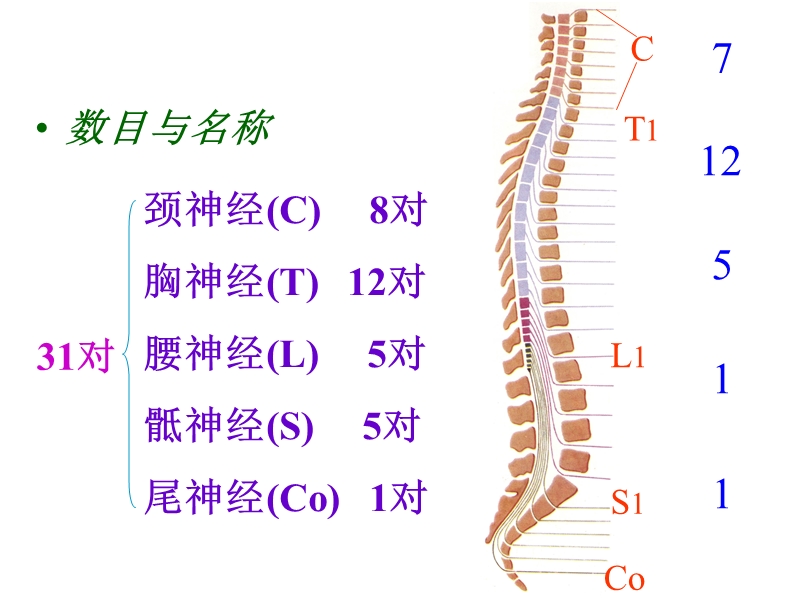 解剖学-脊神经.ppt_第2页