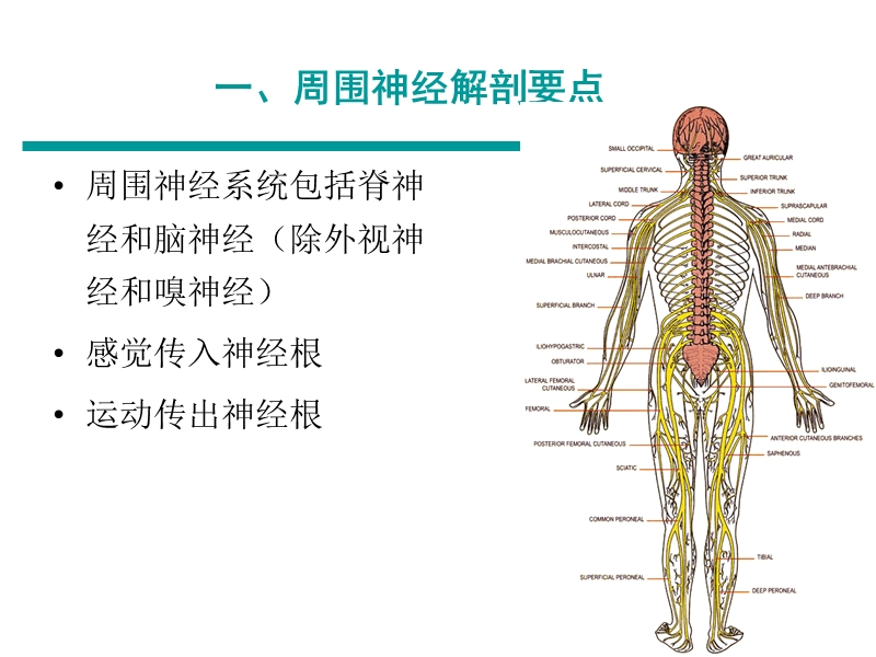 周围神经损伤的评定与康复.ppt_第2页