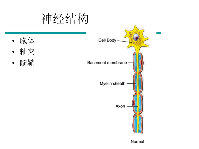 周围神经损伤的评定与康复.ppt_第3页