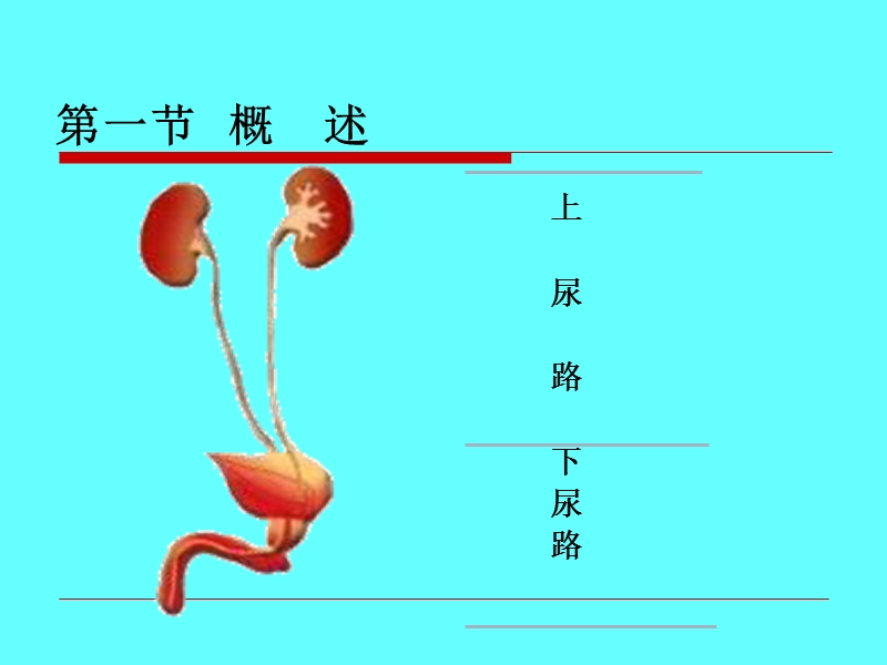 第三十七章_尿石症病人的护理(2013).ppt_第2页