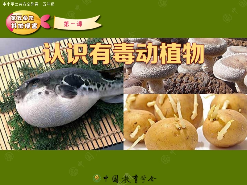 认识有毒植物.ppt_第1页