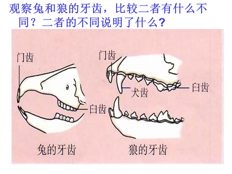 哺乳动物.ppt_第3页