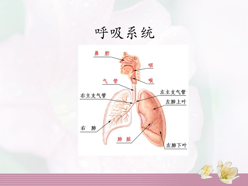 呼吸系统疾病的防治.ppt_第2页