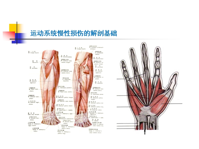 运动慢性损伤与畸形...ppt_第2页