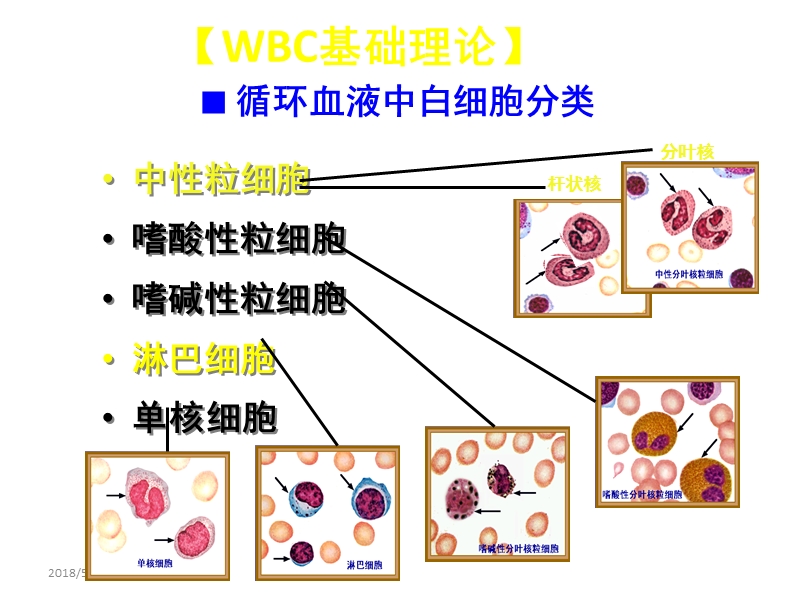 白细胞检查.ppt_第2页